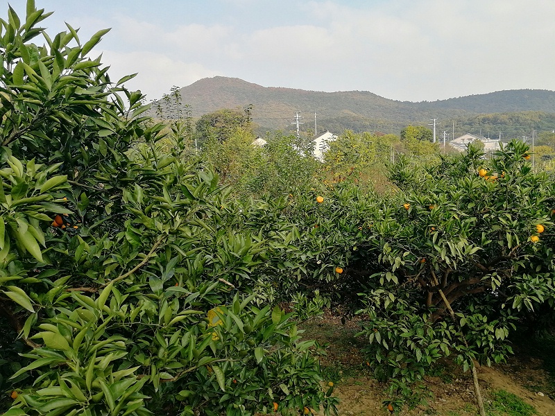 三盛機(jī)電組織員工長(zhǎng)廣溪濕地公園徒步活動(dòng)